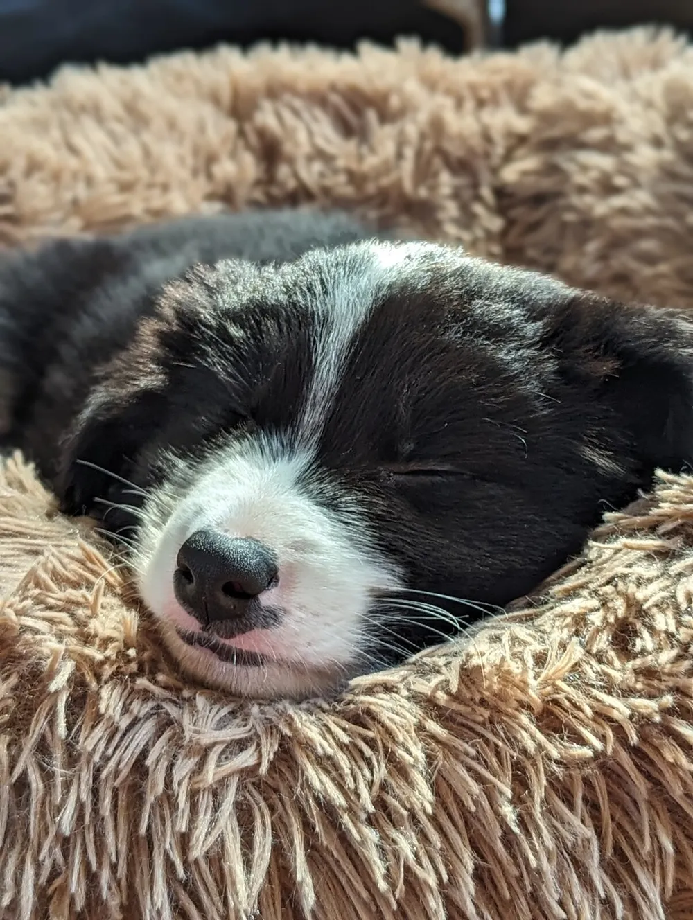 Black and white puppy asleep in a fluffy bed